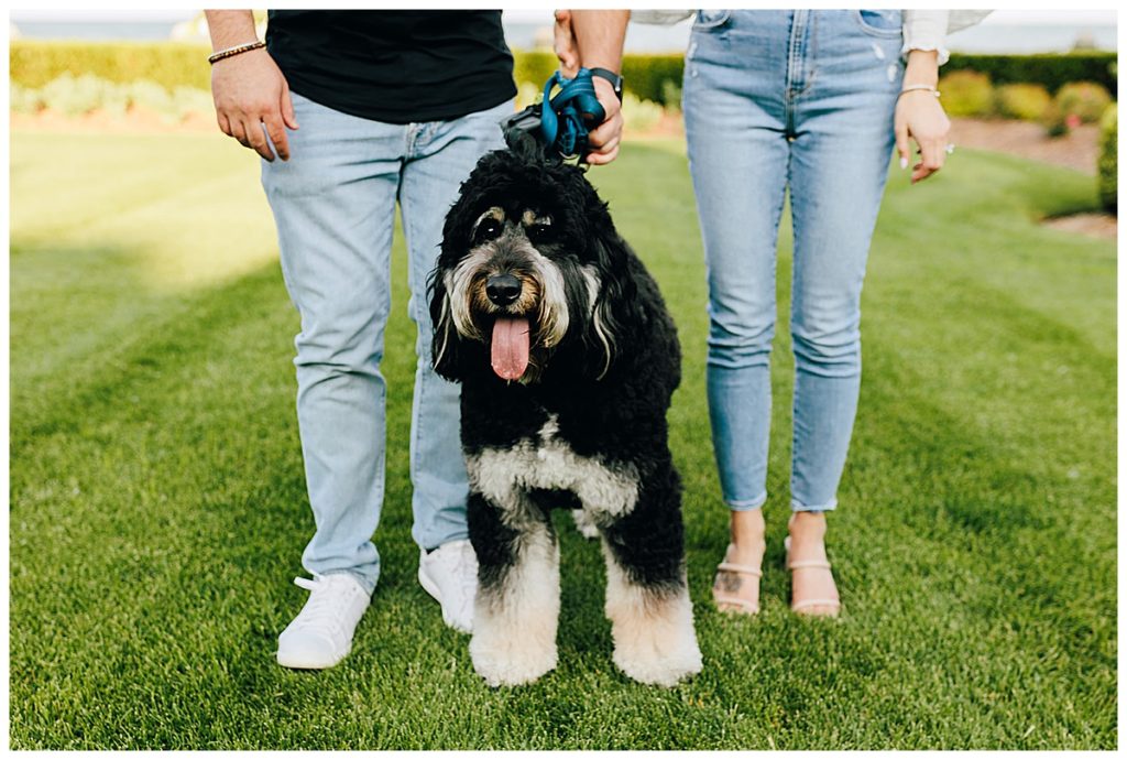 Dog smiling with tongue out by Grosse Pointe Engagement Session